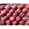 chinese huaniu apple china apple red apple